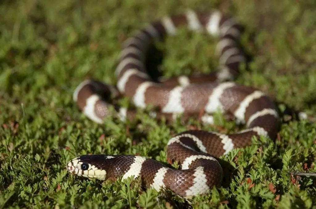 California Kingsnake Care Appearance Temperament And Enclosure   California Kingsnake 1024x678 