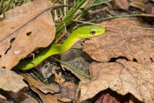 Rough Green Snake: Care, Temperament and Breeding - AZ Reptiles