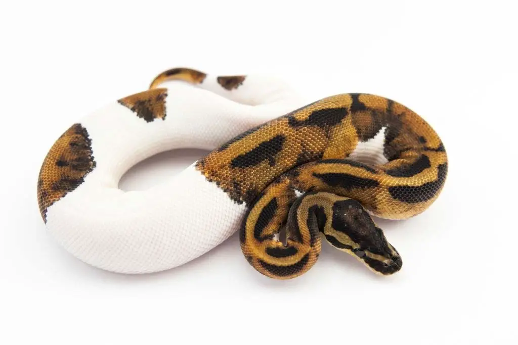 Pied Ball Python: Care Sheet & Facts - AZ Reptiles