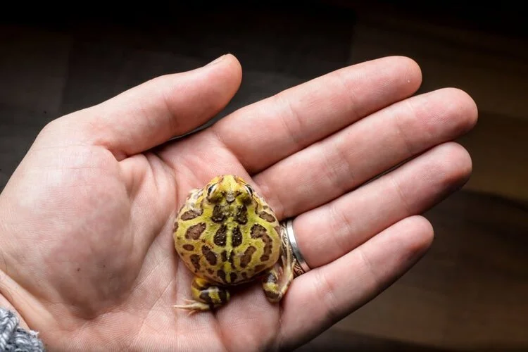 small pacman frog on hand